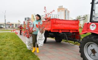 Профсоюзы Витебcкой области присоединились к акции «Дай лесу новае жыццё»