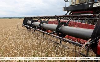 Свыше 9,8 млн тонн зерна с рапсом и кукурузой намолочено в Беларуси