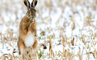 Открытие сезона охоты на зайца: правила и рекомендации