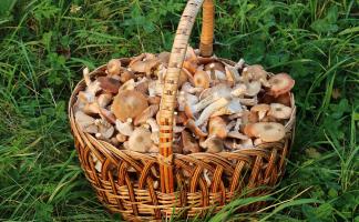 «Не знаешь – не бери»: личный опыт, почему при сборе грибов не стоит доверять только искусственному интеллекту