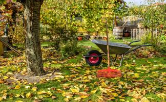 Медный купорос, мочевина, железный купорос: чем и как обработать сад от вредителей перед зимой