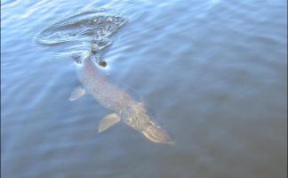 В озеро Важа Миорского района выпущено 400 экземпляров полугодовалого молодняка щуки