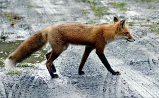 На «горячую линию» «ВВ» поступил вопрос о бешенстве: витебская ветстанция сообщила о карантине и вакцинации животных