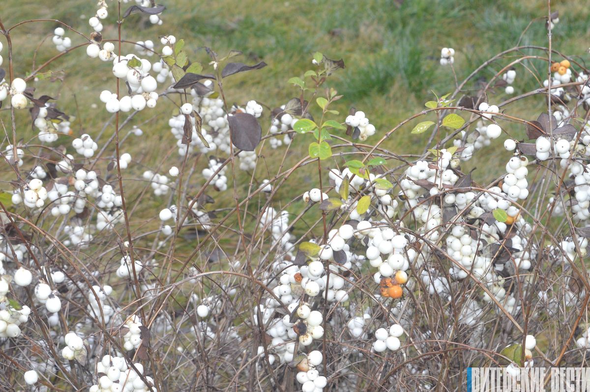 Как аномальная погода в Витебской области влияет на животных, растений и птиц?