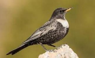 В Витебской области осенью обнаружено два новых для Беларуси вида птиц. С чем это связано?