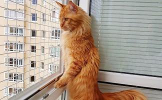 Антикошка на окно для защиты ваших питомцев