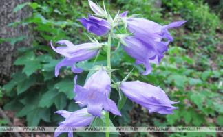 В Городокском районе взяты под охрану места произрастания трех краснокнижных растений