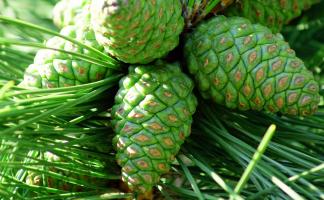 Бешенковичский лесхоз собрал 4,6 тонны шишек для лесовосстановления в 2026 году