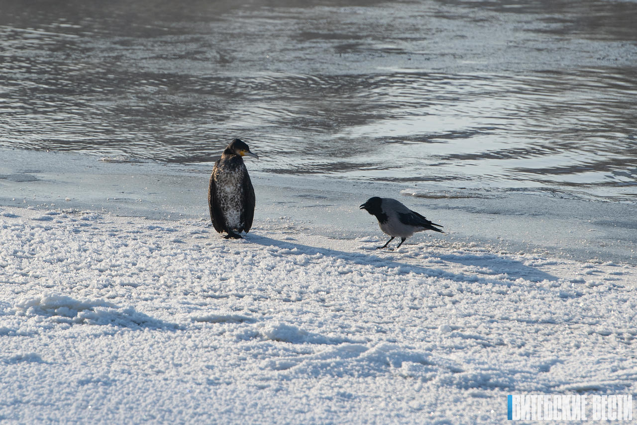 Певец белорусской природы, или Заметки фотокорреспондента 