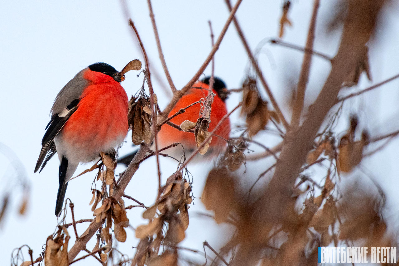 ФОТОФАКТ: Зима в Сенненском районе