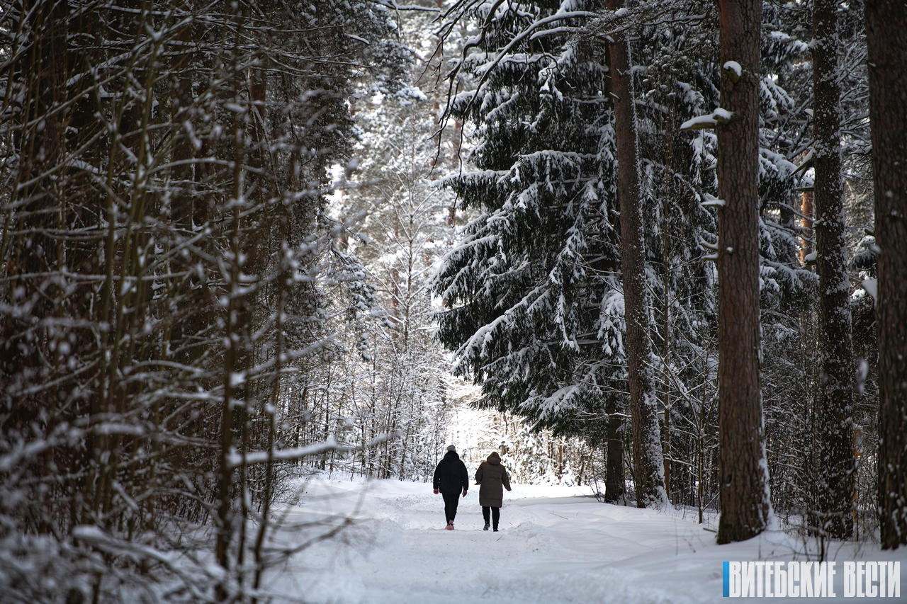 Окопы и озы: новая экотропа «Лесными тайнами» в Бешенковичах объединила природу и историю