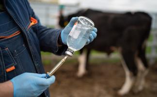 Вакцина для КРС от «БелВитунифарм» удостоена звания победителя на крупнейшей сельскохозяйственной выставке в Москве