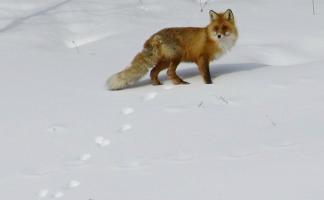 Кому стихия в радость? Как переносят снежную зиму в Витебской области животные, птицы и растения