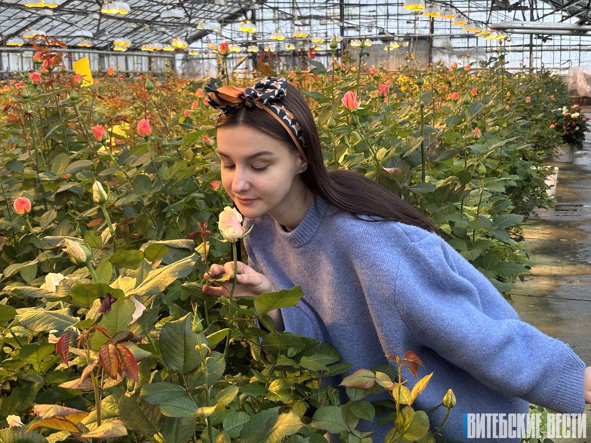 Узнали главный секрет выращивания красивых роз: репортаж из теплиц «Зеленстроя» в Витебске