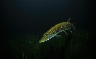 В Беларуси начал действовать запрет на ловлю щуки