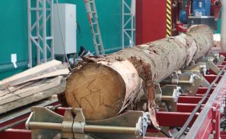 Россонский лесхоз расширяет производство: линия лесопиления заработает в 2026 году, сушильный комплекс – к 2028-му