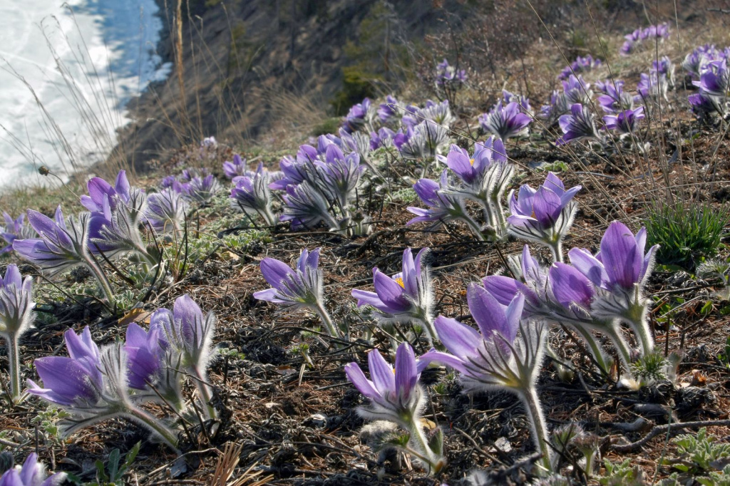 Штраф до 30 базовых величин: за какие первоцветы в Витебской области могут оштрафовать и почему их нельзя срывать