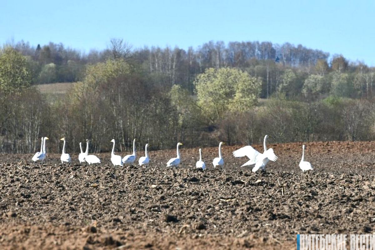 Птицы и цветы. Фотозарисовка: красоты природы Чашникского края