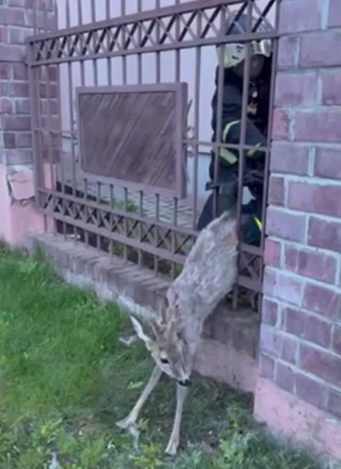 В Витебске сотрудники МЧС пришли на помощь олененку