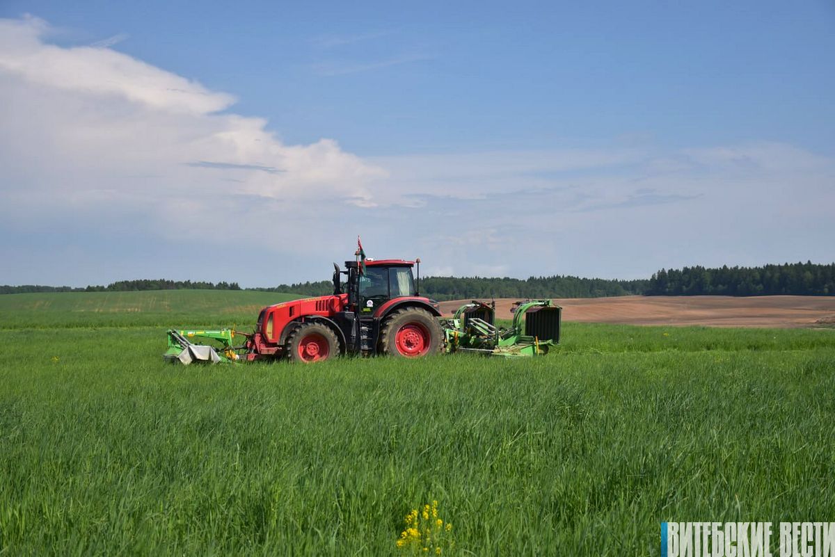 В Витебском районе на полях СХП «Мазоловогаз» развернулась битва за корма