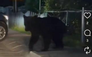 Косолапый гость в Глубоком. Почему медведь оказался на улицах города и как вести себя при встрече с диким животным?