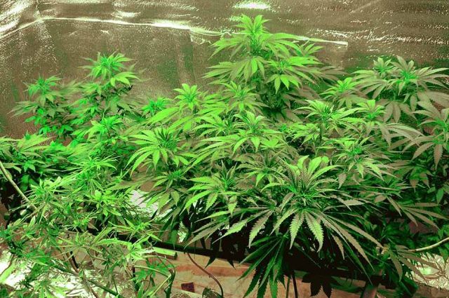 выращивать марихуану в лесу