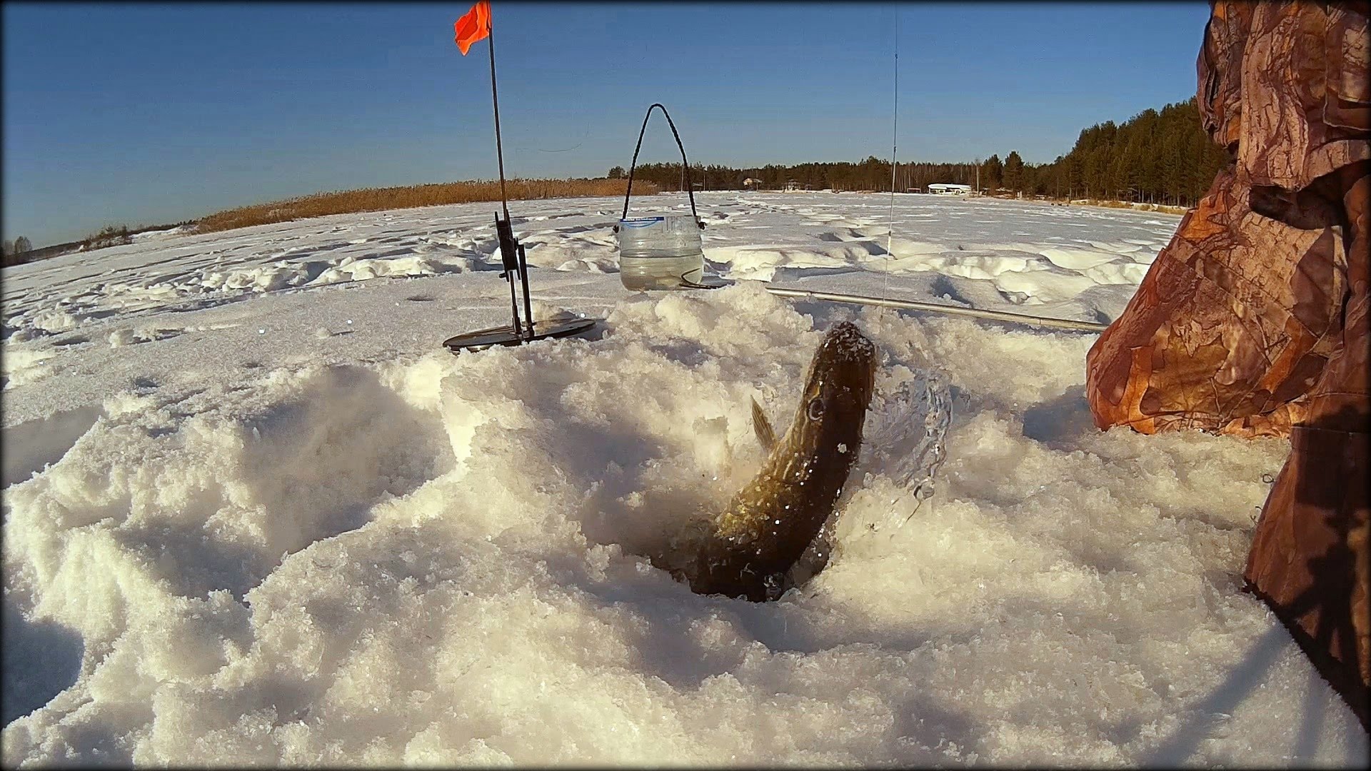 Щука зимой видео. Зимняя рыбалка на щуку. Рыбалка на подледные жерлицы. Подледная рыбалка на озере. Щука на снегу.