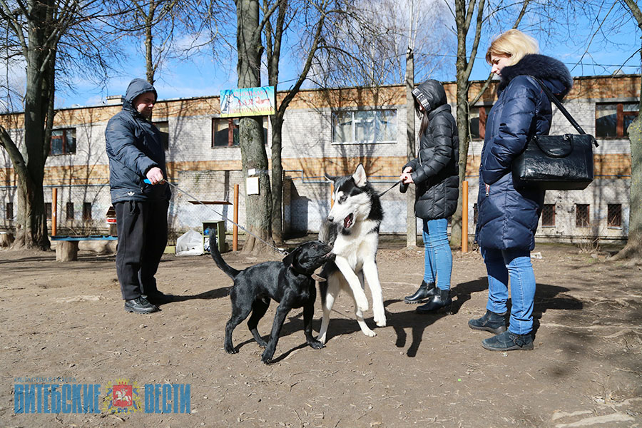 Выгул собак во дворе многоквартирного дома