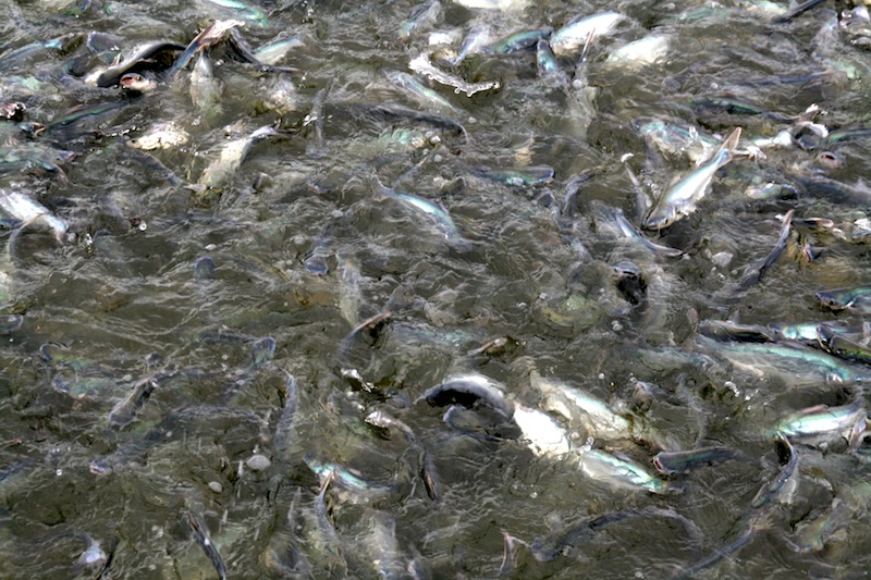 Где обитает рыба пангасиус и какое у нее питание
