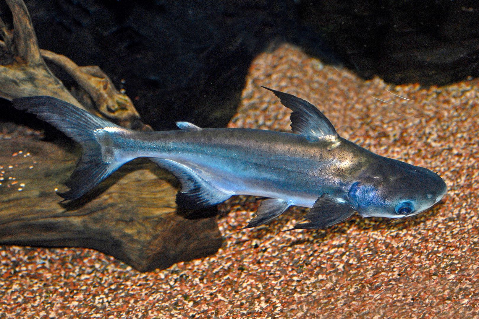 Рыба Пангасиус Фото