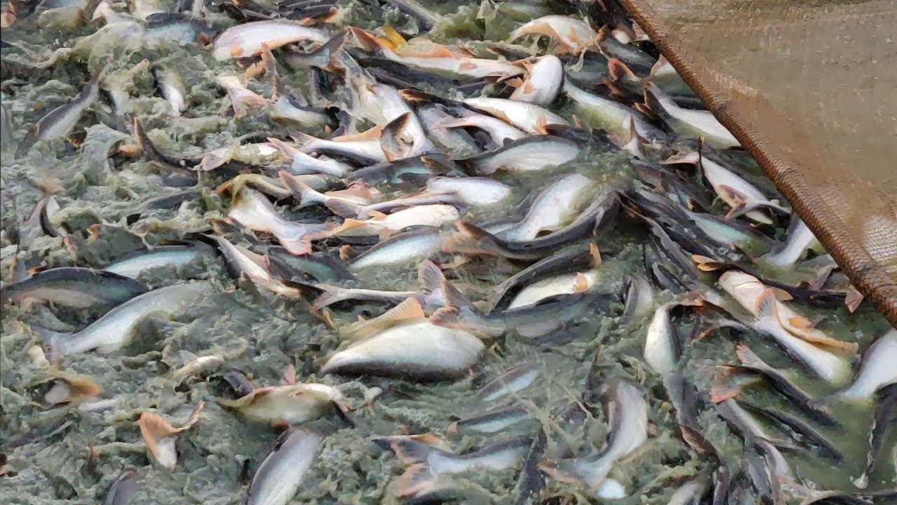 Пангасиус: что это за рыба, среда обитания, польза и вред, рацион питания