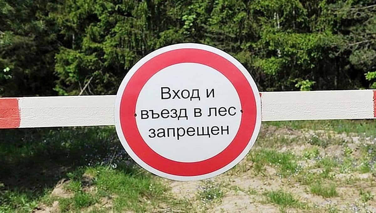 С 23 августа во всех районах Витебской области вводится запрет на посещение лесов
