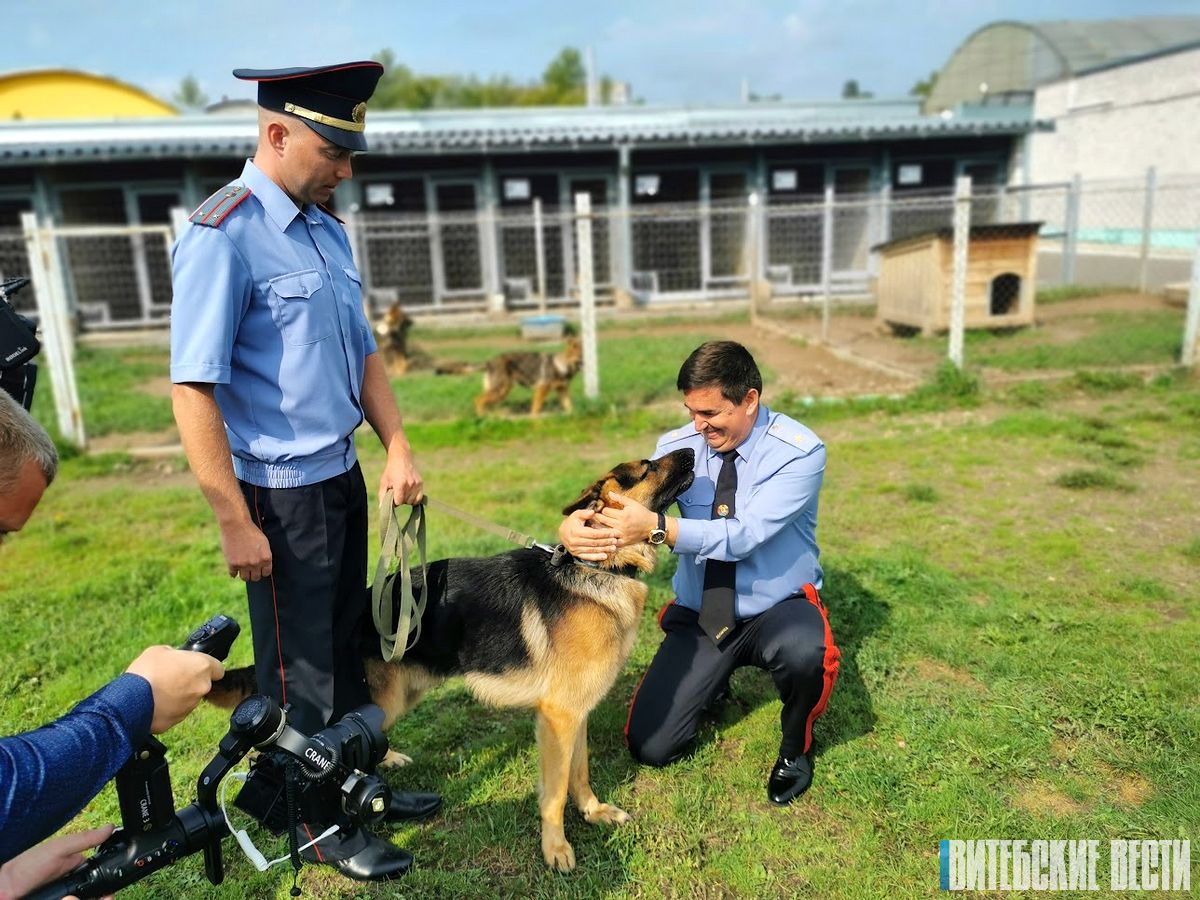 Новым хозяином овчарки, которую правоохранители недавно изъяли у живодерки  из Витебска, стал Андрей Любимов