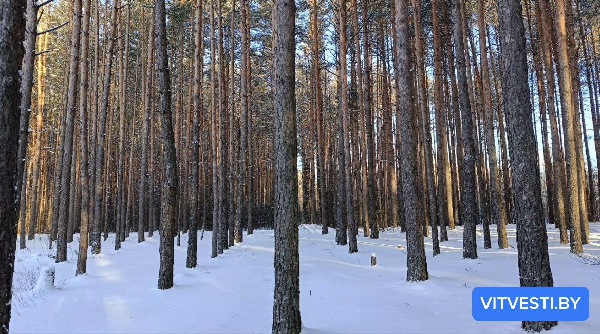 Фото с лесами