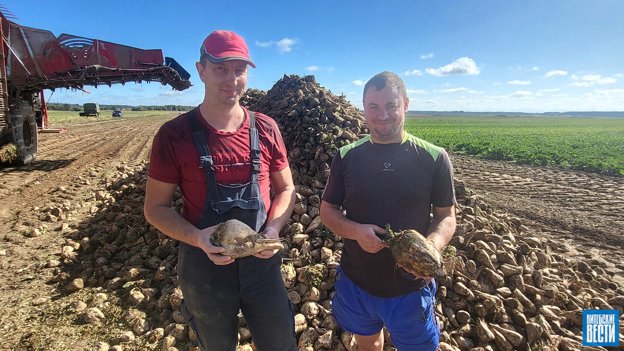 500 центнеров с гектара и 200 тысяч рублей прибыли: как в «Зубревичах-Агро» убирают сахарную свеклу
