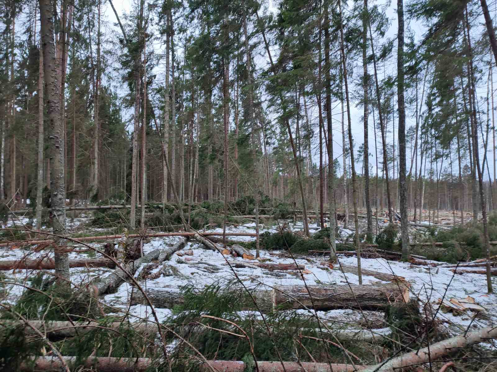 Когда планируется завершить оснащение системами видеонаблюдения лесхозов Витебской области? 