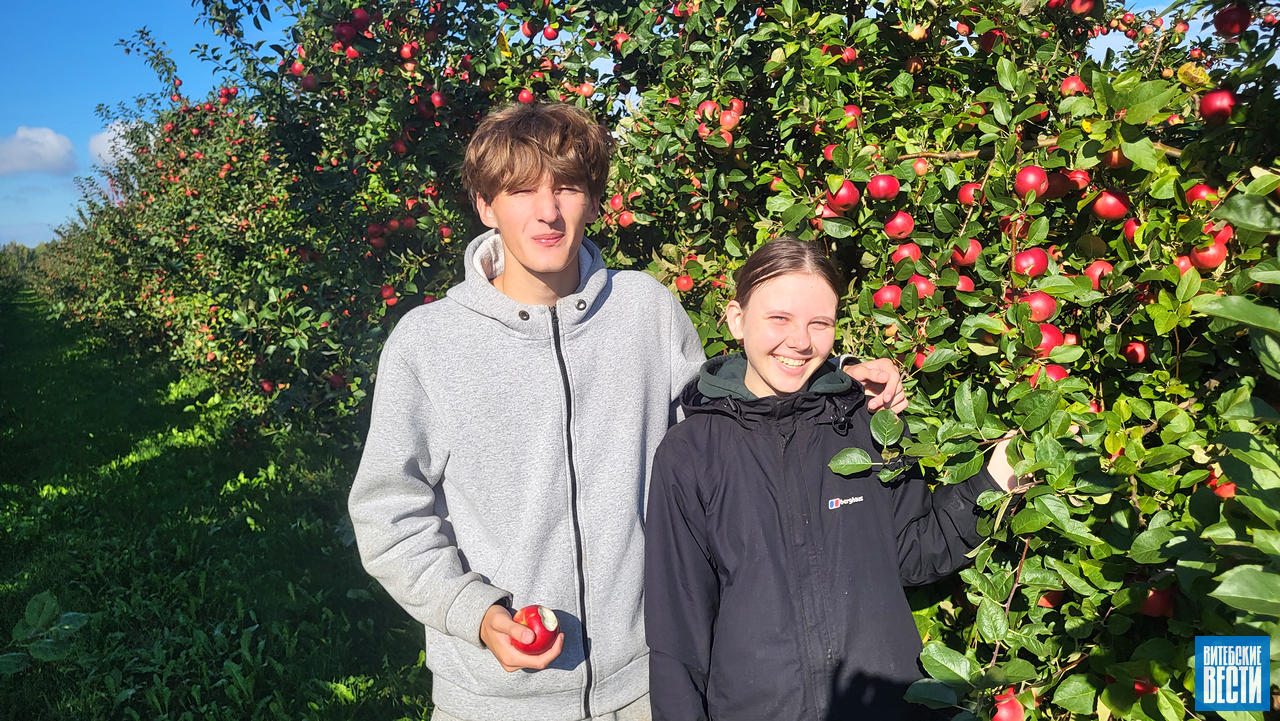 apples-01.JPG